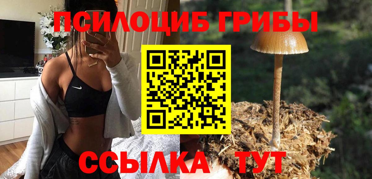 Псилоцибиновые грибы Psilocybine cubensis Балахна